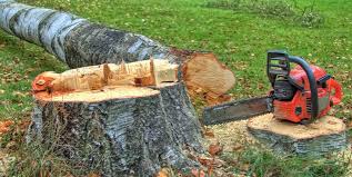 Manahawkin, NJ Tree Services Company