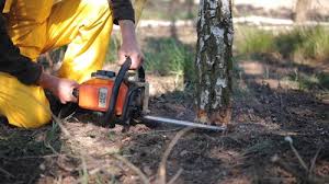 Best Lawn Renovation and Restoration  in Manahawkin, NJ