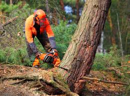Seasonal Cleanup (Spring/Fall) in Manahawkin, NJ