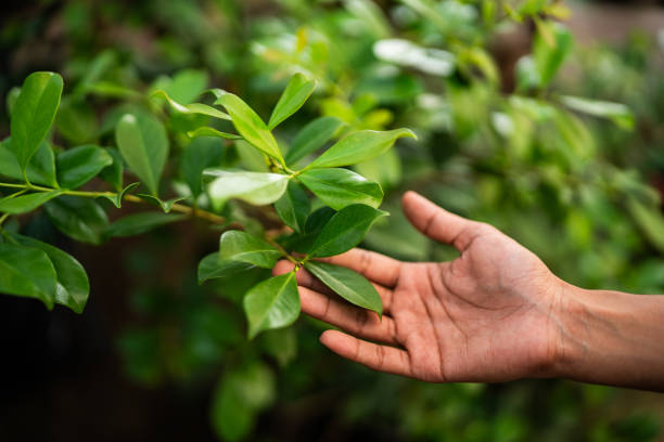 How Our Tree Care Process Works  in  Manahawkin, NJ